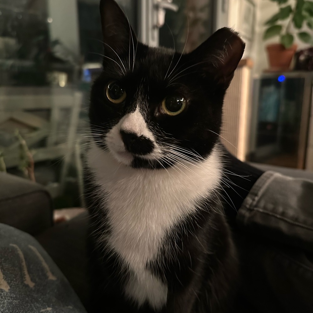 Meet your Posher, Mafe